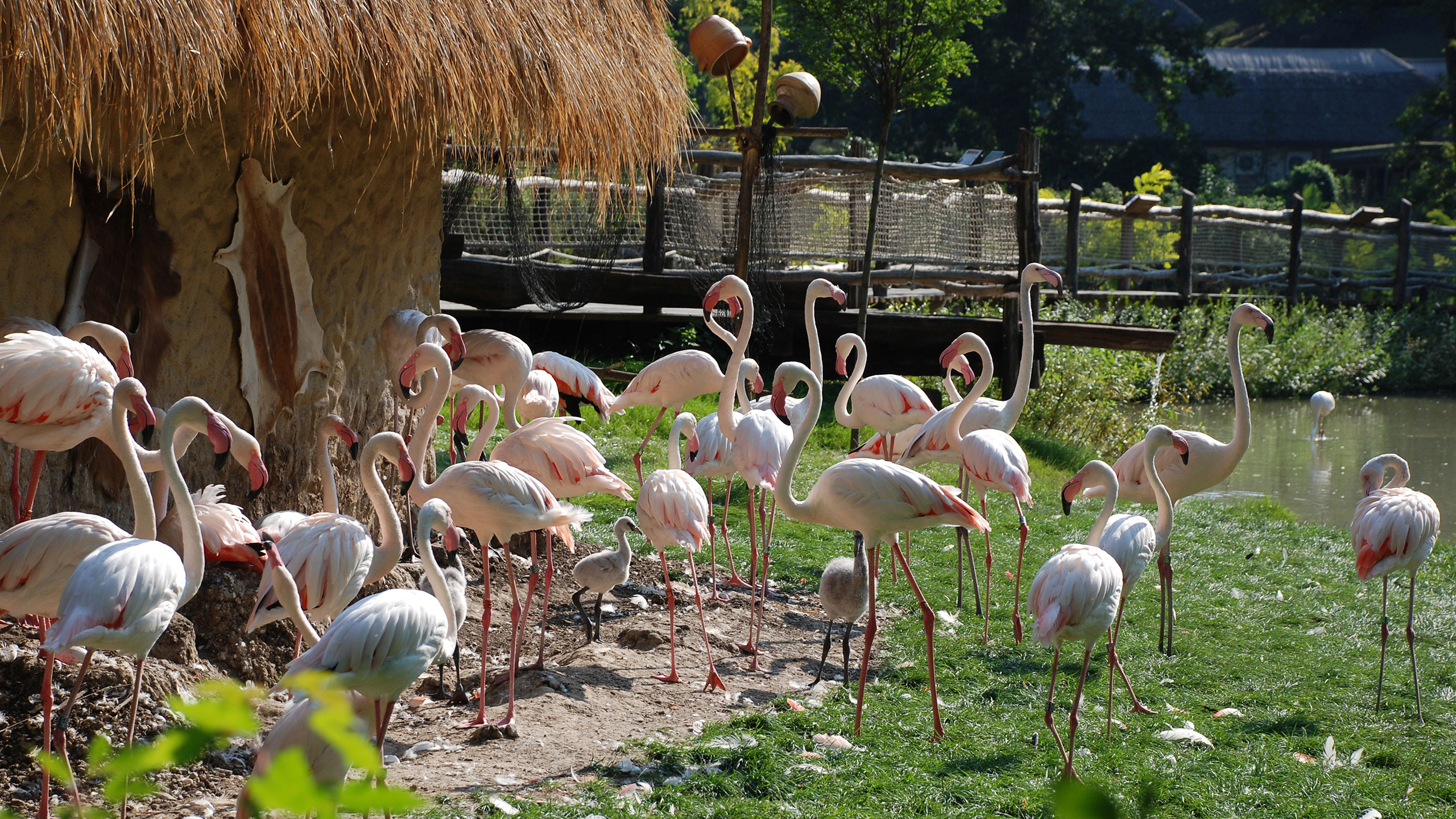 Flamingo enclosure